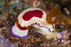 Hot off the sensor from today's dives.  Undescribed Chrom... by Ross Gudgeon 